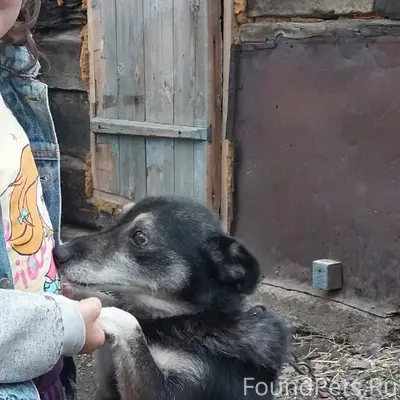 Пропал пёс, район жд. вокзала