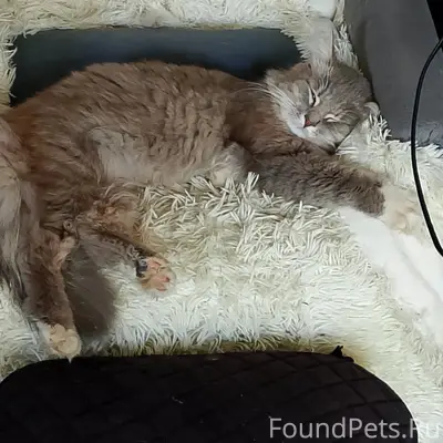 Пропал кот, район Фока