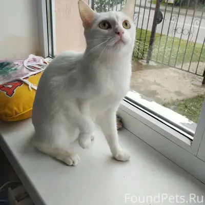 Пропала кошка София, район ул. Железнодорожной, Флотской
