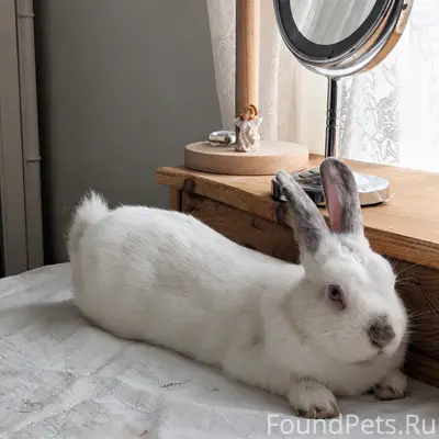Найден кролик