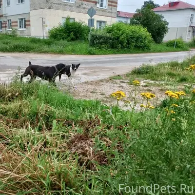Пропал серьезный пес, черный окрас, Товарково