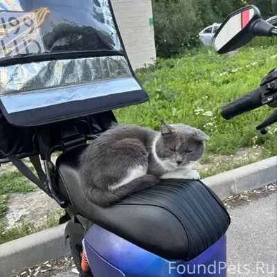 Найден кот, Купчино