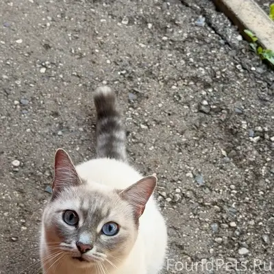 Пропала кошка, район Слободки, Коминтерна