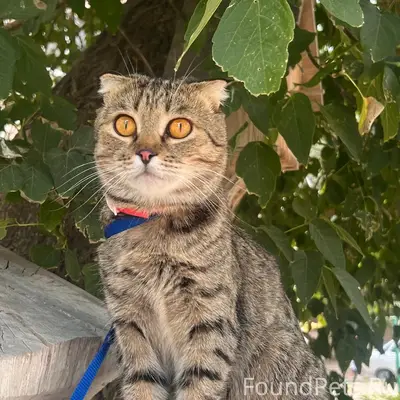 Пропала кошка, Трусовский район
