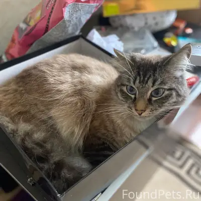 Пропал кот