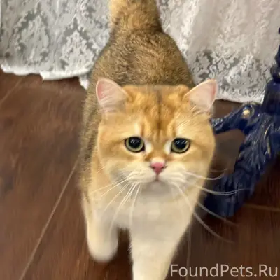 Пропал британский кот Стикс, п. Веселовка