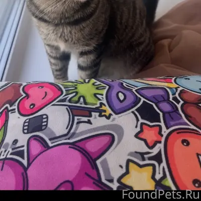 Найден кот, Покровский