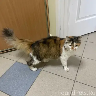 Найдена кошка, возле Кирова 5