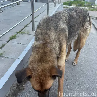 Найден пёс, район дет. обл. больницы