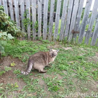 Пропала кошка, д. Притыкино