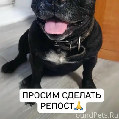 Найдена собака, Сухотино