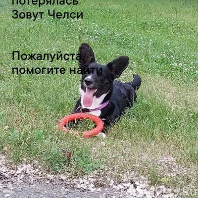 Пропала собака, неизвестно где