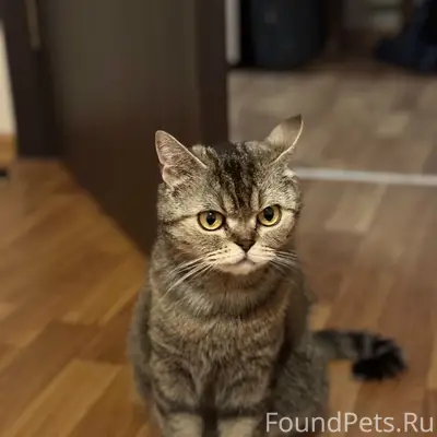 Пропали кошки, 9 мкр.