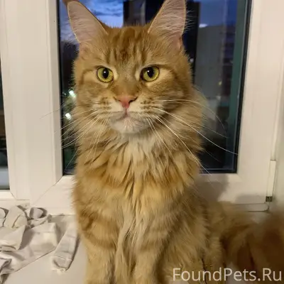 Пропала кошка Марго, Черниковка