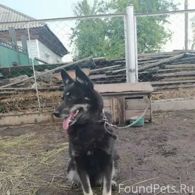 Пропала собака, Куйбышев