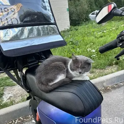 Найден кот, Купчино