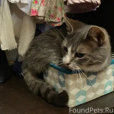 Найдена кошка, в шкафу