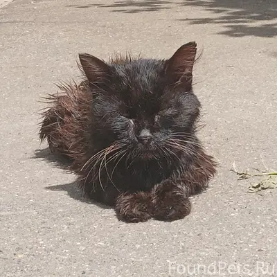 Найден кот, нуждается в приюте