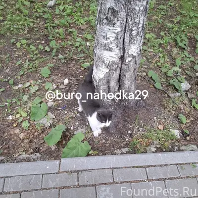 Найдена кошка, район Шабалина 26