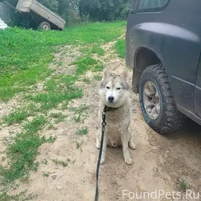 Найденна собака, Лаптево