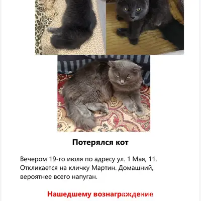 Пропал большой кот
