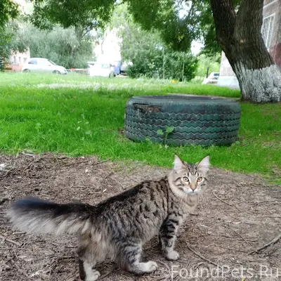 Найден кот