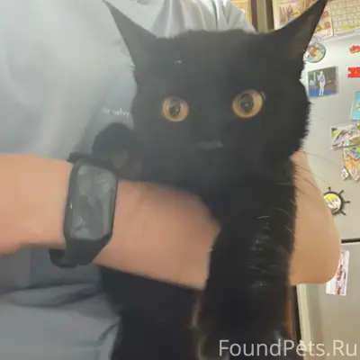 Найдена кошка, район Просвещения