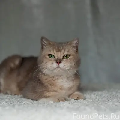 Найдена кошка, Павловский Посад