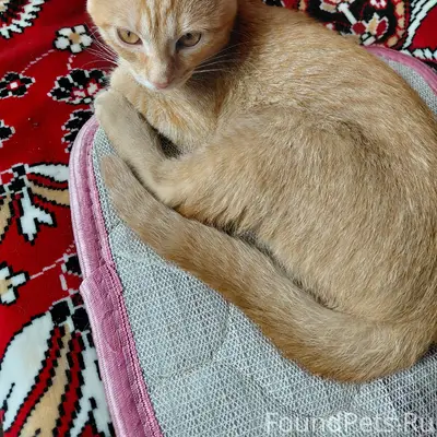 Найден котёнок, ул. Некрасова