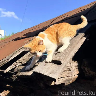 Найдена кошка, район Красноармейского, 16а