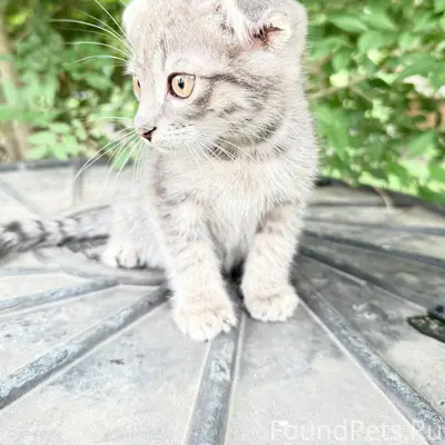 Найден серый вислоухий котёнок, Дмитриева 5/1