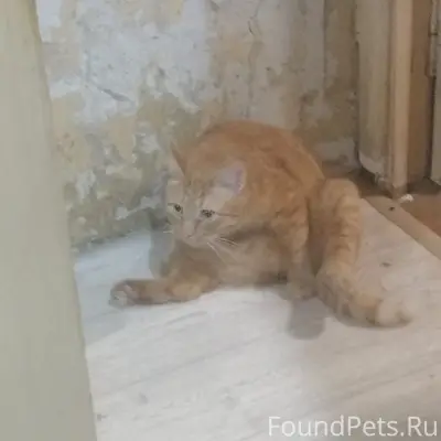 Пропал кот, Кашира 3, Победы 1