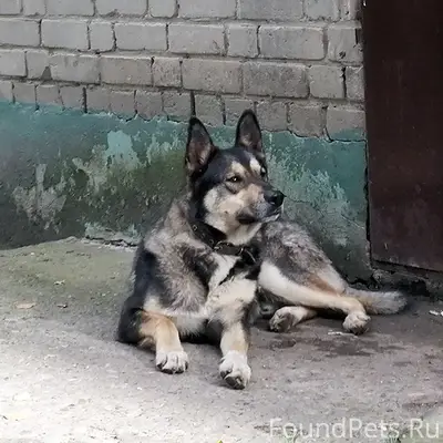 Найден пёс, [без клички], ул. Ульяновская