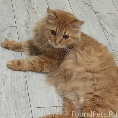 Пропал рыжий кот, 1-ая Авиационная улица
