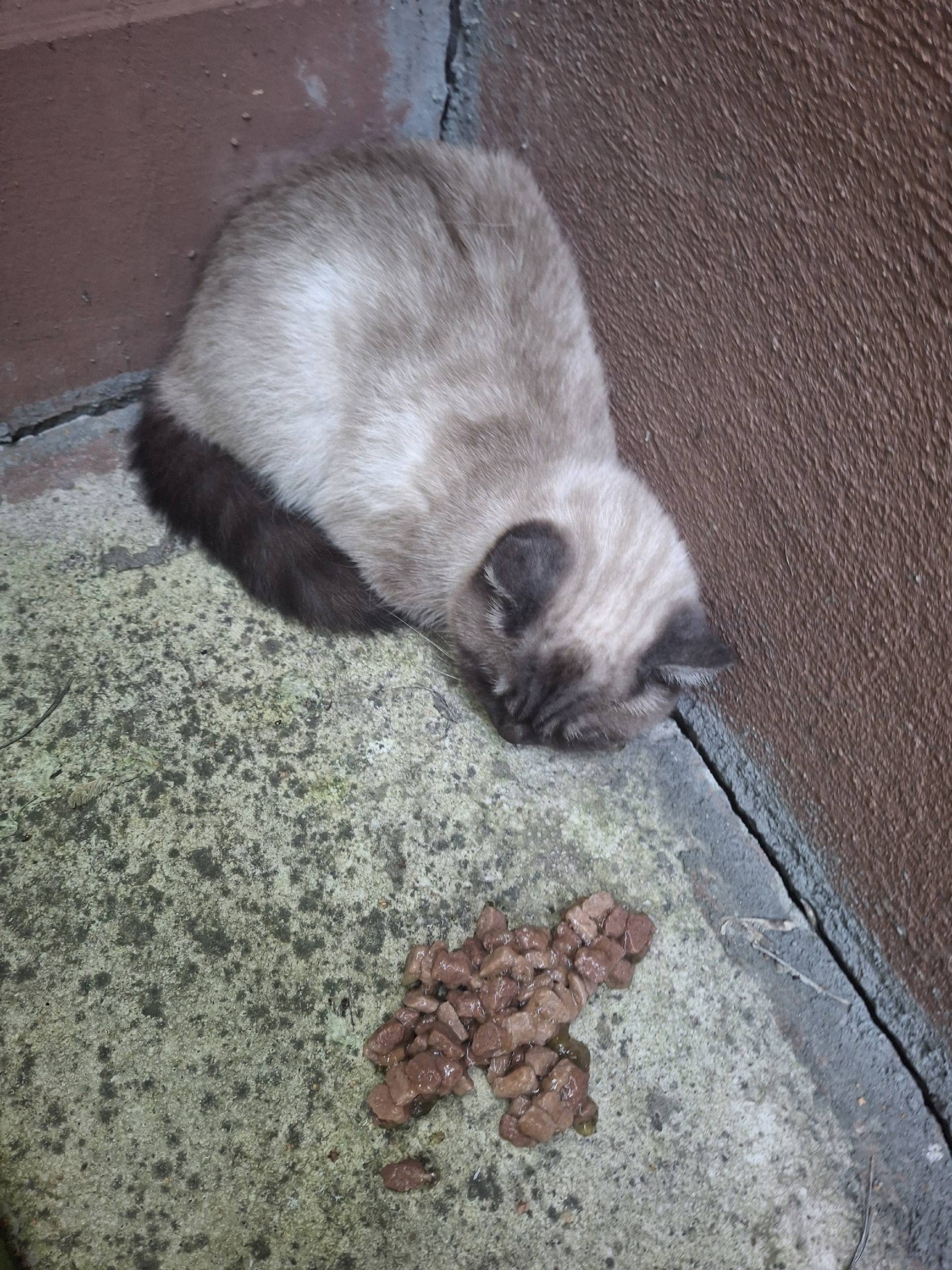 Найдена кошка, Высогорская