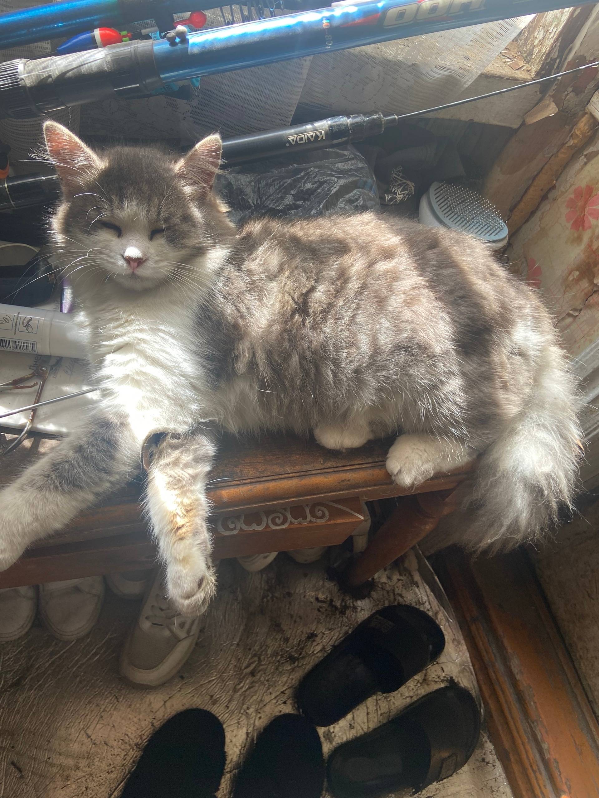Пропал кот Милкис