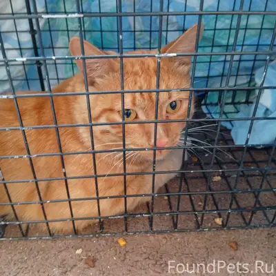 Найден рыжий кот, Екатеринбург, Вторчермет