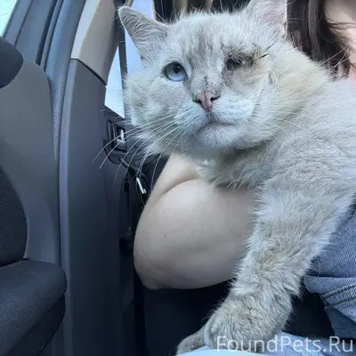 Найден тайский кот, Богданово Рамонского района