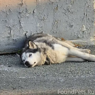 Найден тип собака, Чусовой тракт
