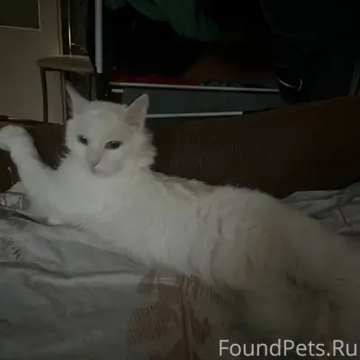 Пропал кот, [место: около пятерочки у третьей школы]
