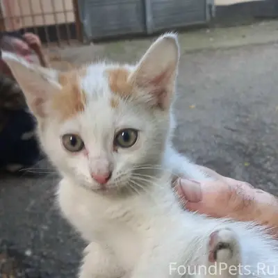 Пропал двухмесячный белый котёнок, Симферополь