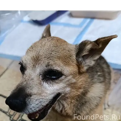 Пропал пёс, возможно со слабым слухом и зрением
