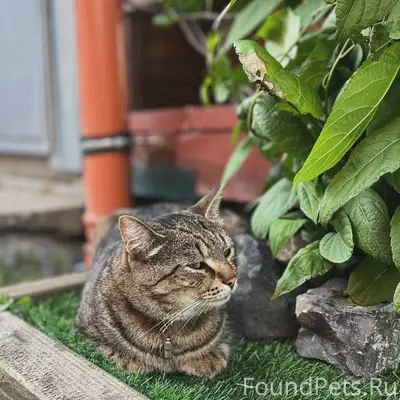 Пропал кот, Металлплощадка