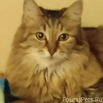 Пропала кошка, район Егорова д. 6