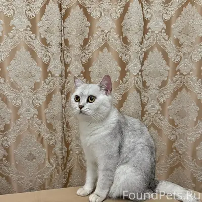 Пропала шотландская кошка, улица Ишкова