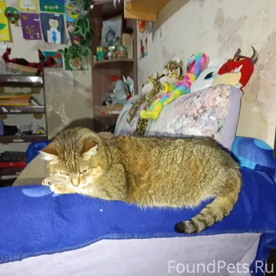 Пропала кошка Ася, бывшая верхняя почта