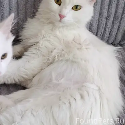 Пропала кошка Пушинка, Нижняя горка, Спартака