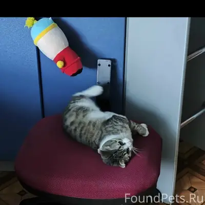 Пропала вислоухая кошка, нет данных о месте пропажи