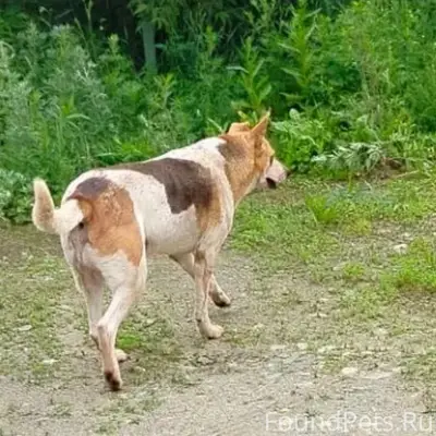 Пропала собака, Верхняя Пышма