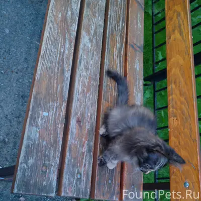 Найден котёнок, 8й микрорайон